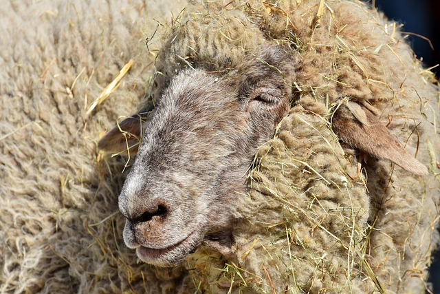 Close-up of corkscrew weed seeds embedded in sheep wool